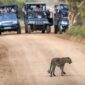 srilankatoursandtravels 1 85x85