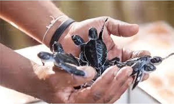 Sea Turtle Conservational centre