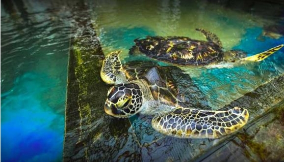 Sri Lanka adventure tours