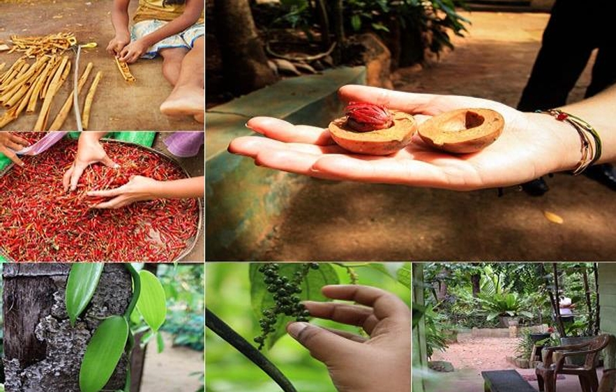 Sri Lanka cultural tours