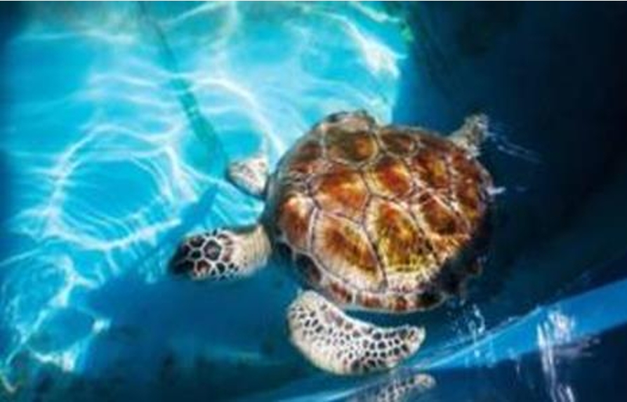 Sri Lanka cultural tours