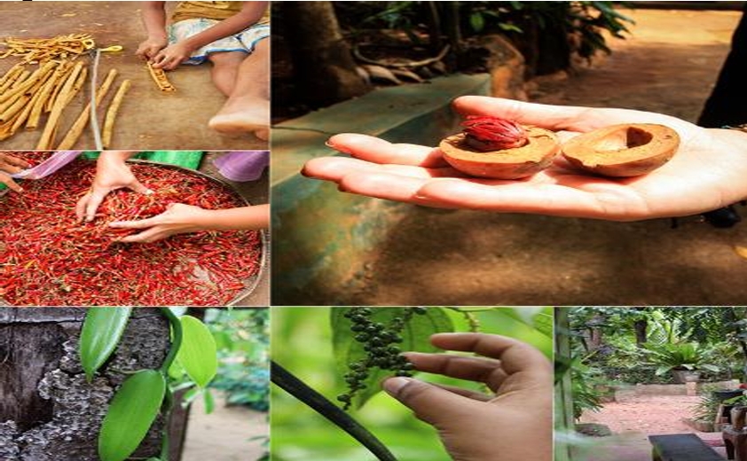 Sri Lanka honeymoon packages12