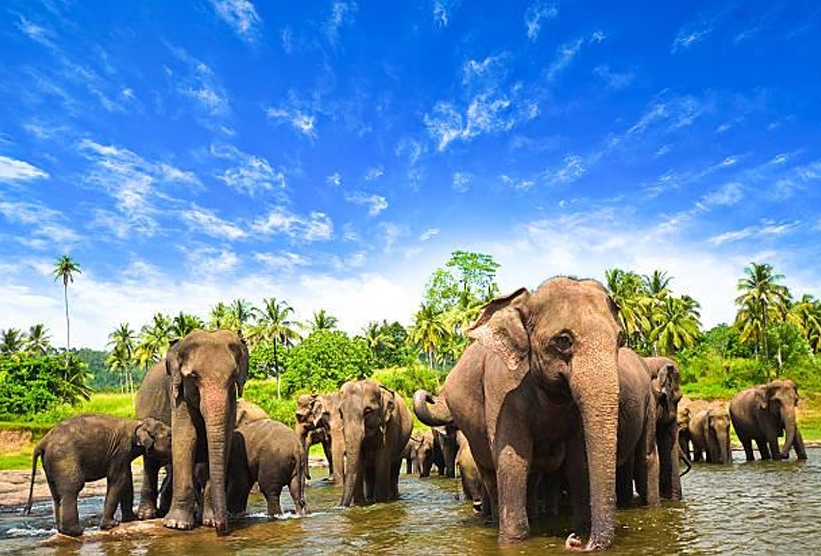 Sri Lanka honeymoon packages4