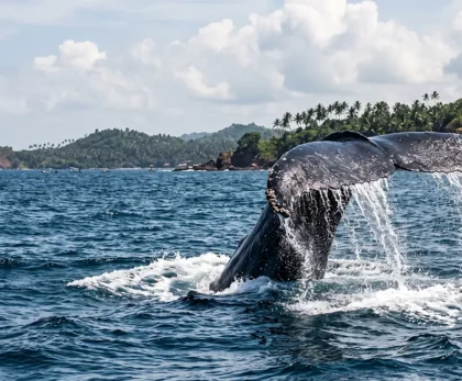 whale watching in Mirissa Sri Lanka