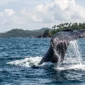 whale watching in Mirissa Sri Lanka