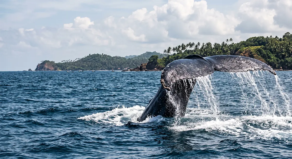 whale watching in Mirissa Sri Lanka